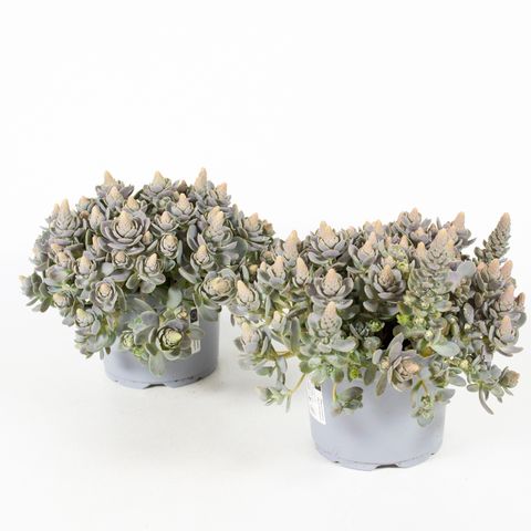 Orostachys iwarenge