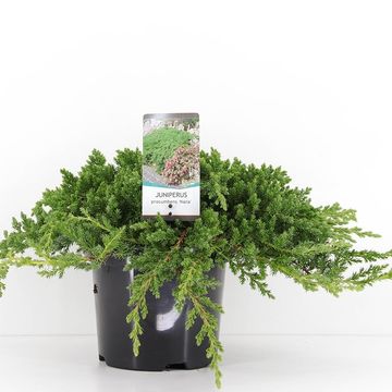 Juniperus procumbens 'Nana'