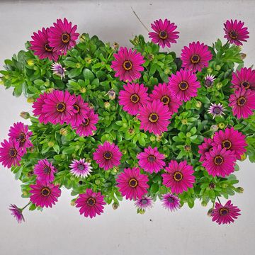 Octospermum SEÑORITA TANJA