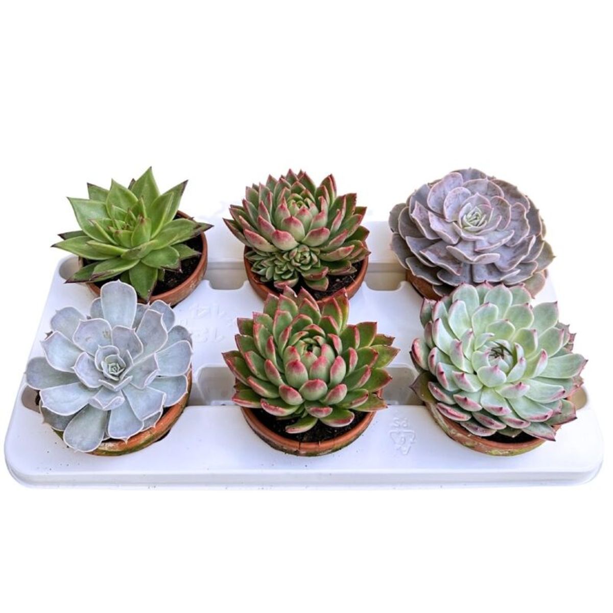 Echeveria MIX — Plant Wholesale FlorAccess