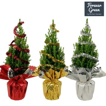 Picea glauca 'Conica'