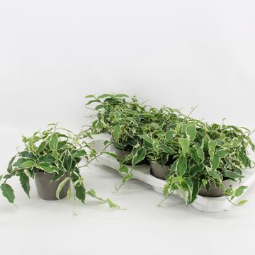 Ficus sagittata 'Variegata'