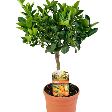 Citrus x microcarpa