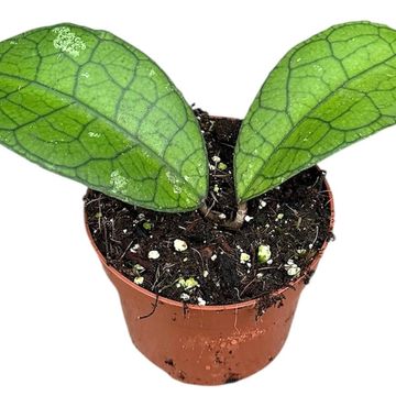 Hoya clemensiorum SHORT LEAF