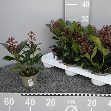 Skimmia japonica MICA