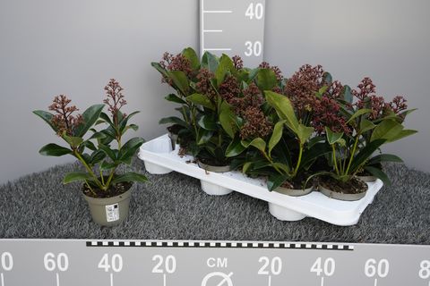 Skimmia japonica MICA