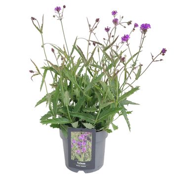Verbena rigida