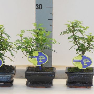 Zanthoxylum piperitum