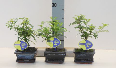 Zanthoxylum piperitum