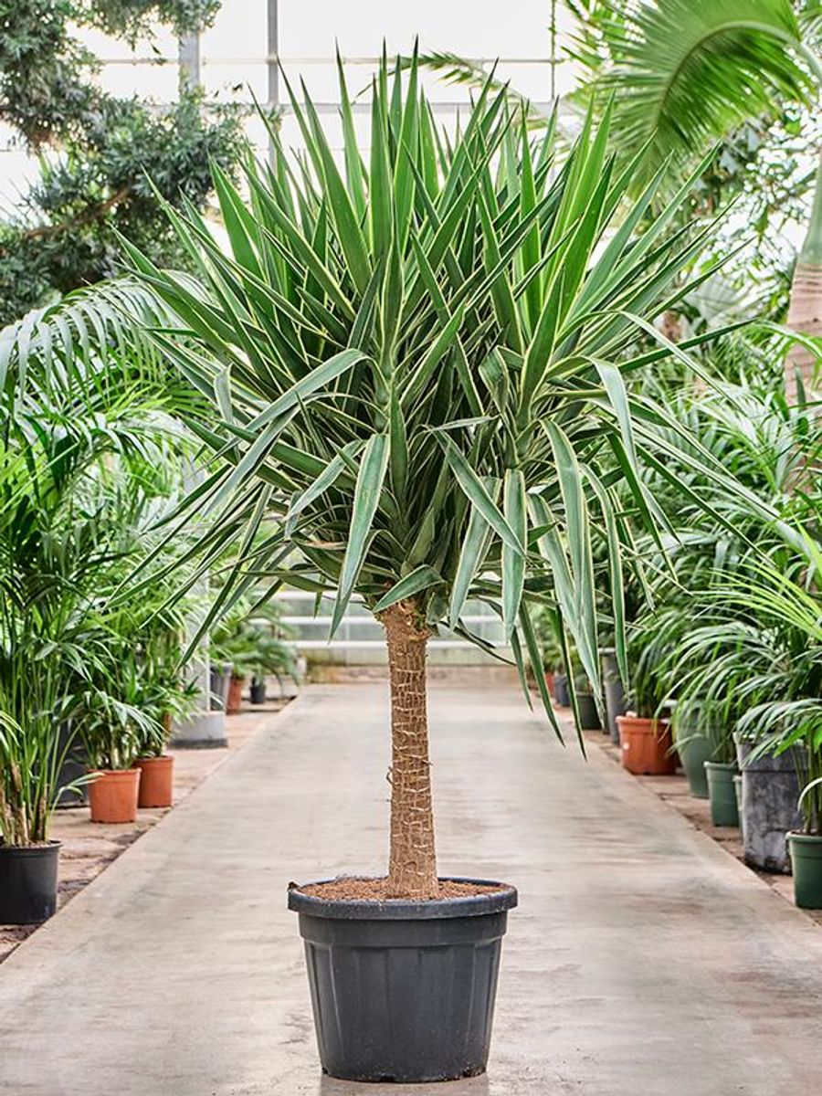 Yucca elephantipes 'Puck' — Plant Wholesale FlorAccess