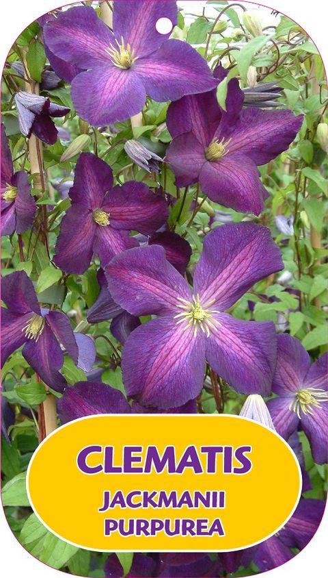 Clematis ЖАКМАНИ ПУРПУРЕА (LL)