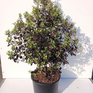 Pittosporum tenuifolium DARK DIVA