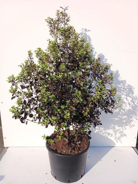 Pittosporum tenuifolium DARK DIVA