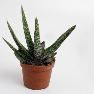 Gasteria carinata 'Big Ben'