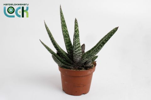 Gasteria carinata 'Big Ben'