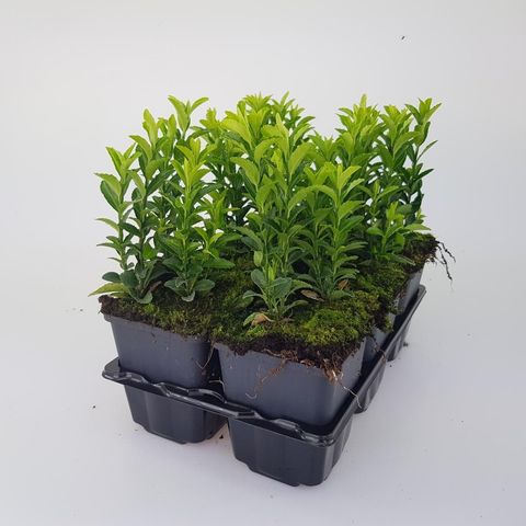 Euonymus japonicus 'Green Spire'