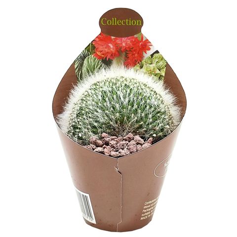 Cleistocactus straussii cristata