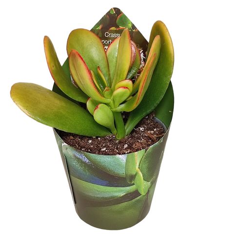 Crassula ovata 'Сансет'