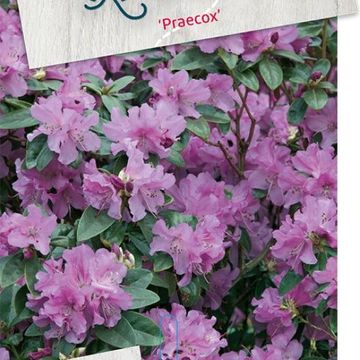 Rhododendron 'Praecox'