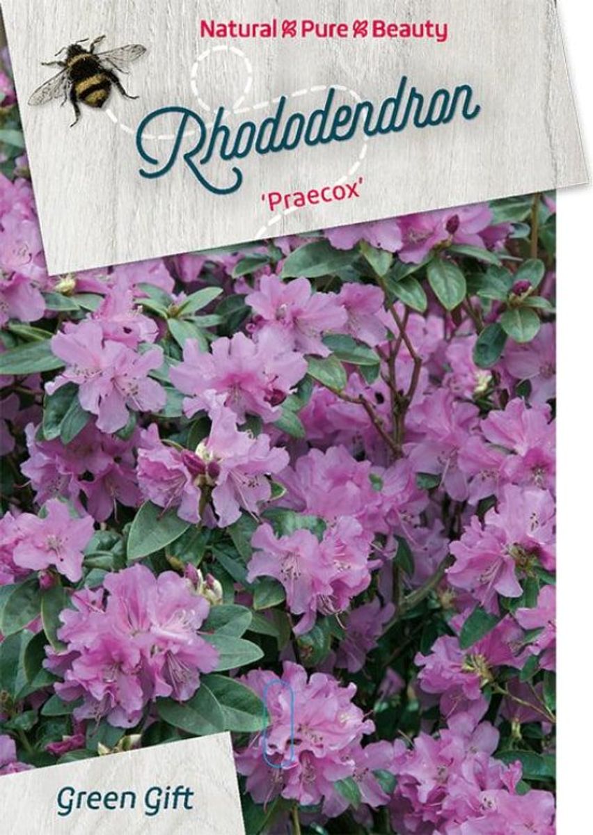 kornblume topfpflanze Kornblume 'Classic Fantastic' Saatgut  Sommerblumen-Mix