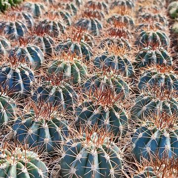 Melocactus azureus