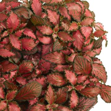 Fittonia MOSAIC TIGER