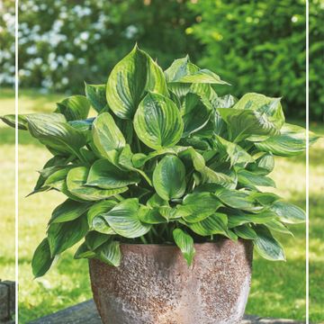 Hosta 'Green Patriot'