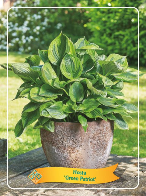 Hosta 'Green Patriot'
