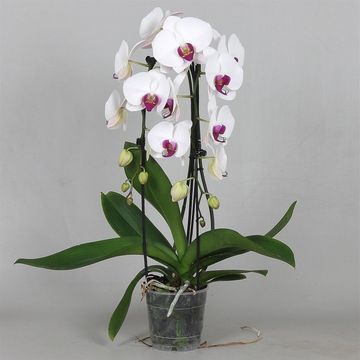 Phalaenopsis 'Red Lips'
