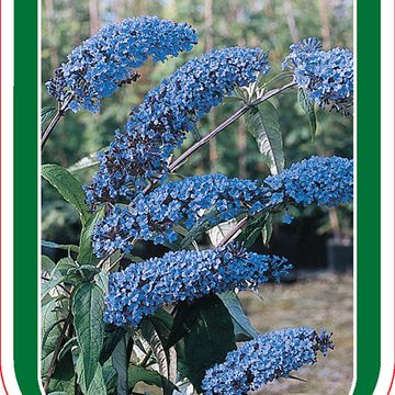 Buddleja davidii 'Empire Blue'