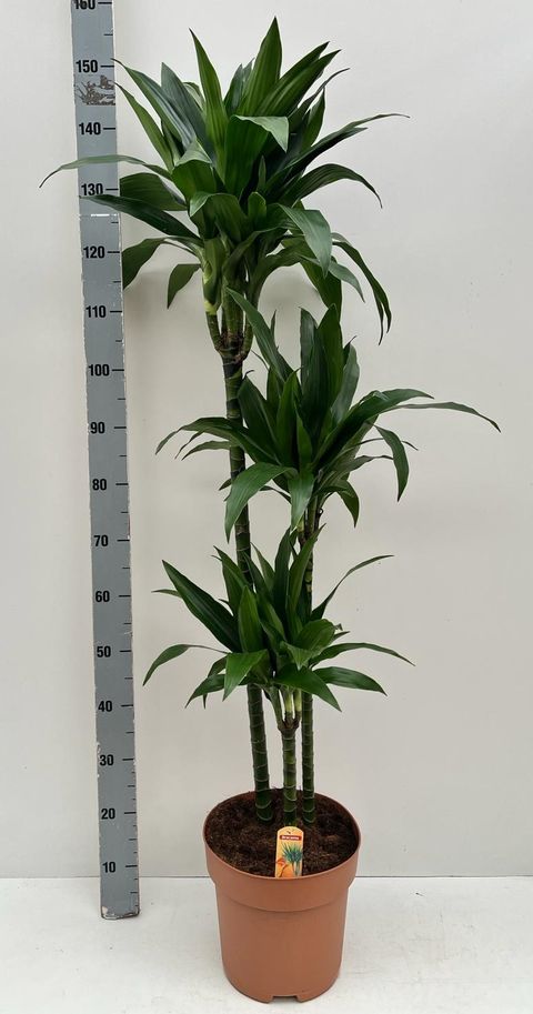 Dracaena 'Black Beauty'