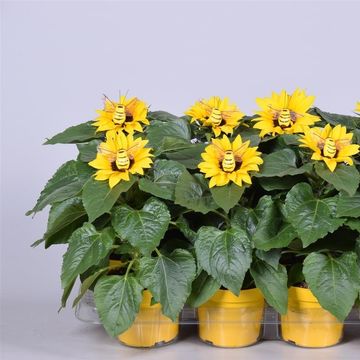 Helianthus annuus 'Sunsation'