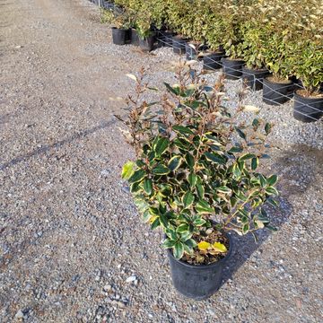 Elaeagnus x ebbingei 'Viveleg'