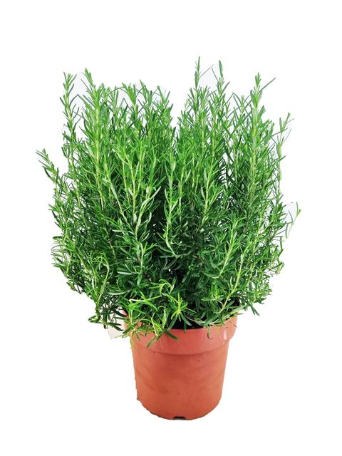 Rosmarinus officinalis