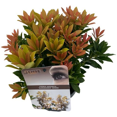 Pieris japonica 'Sarabande'