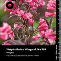 Weigela florida 'Wings of Fire'
