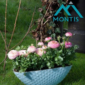 Ranunculus asiaticus 'Sprinkles Violet Bicolour'