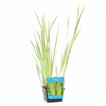 Acorus calamus 'Variegatus'