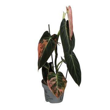 Philodendron melanochrysum 'Variegata'