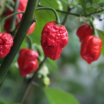 Capsicum chinense 'Carolina Reaper'