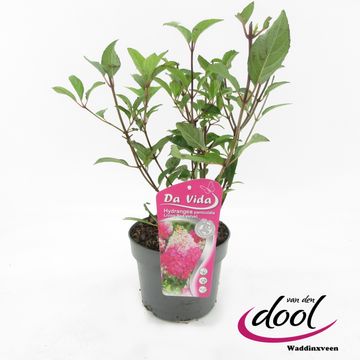 Hydrangea paniculata LIVING RED VELVET