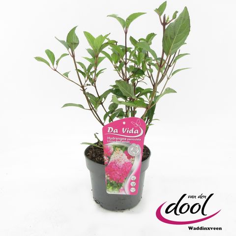 Hydrangea paniculata LIVING RED VELVET