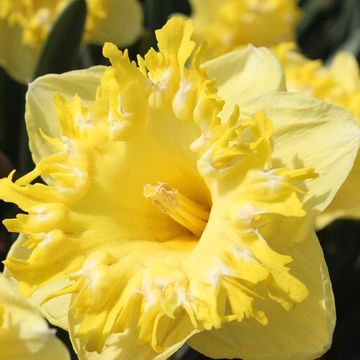 Narcissus 'Snowtip'