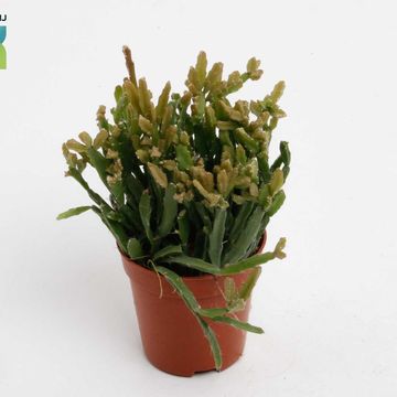 Rhipsalis ewaldiana