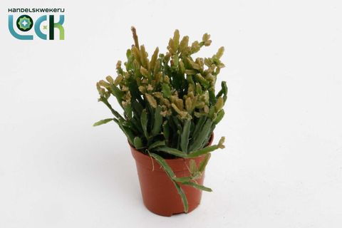 Rhipsalis ewaldiana