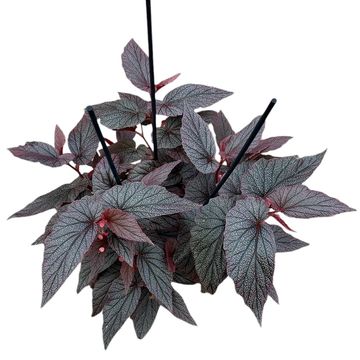 Begonia 'Morris'