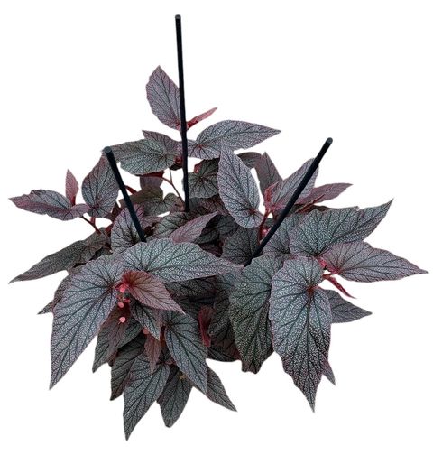 Begonia 'Morris'