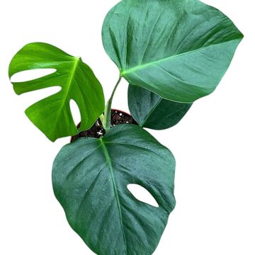 Monstera deliciosa 'Sierrana'