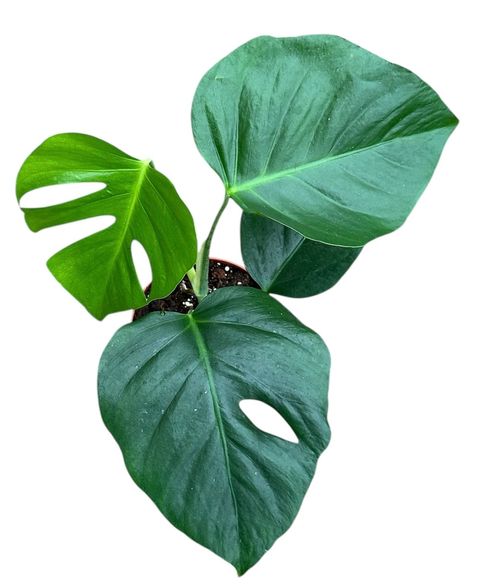 Monstera deliciosa 'Sierrana'