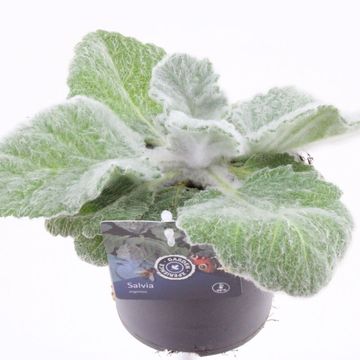 Salvia argentea
